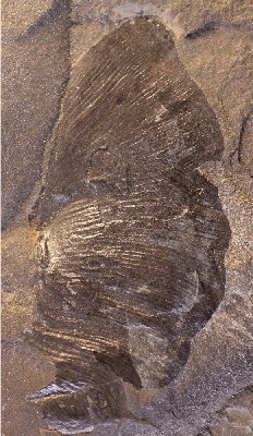 Cyclopteris