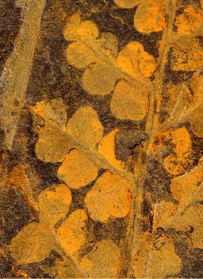 Eusphenopteris sp.