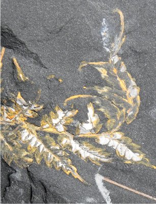 Mariopteris muricata