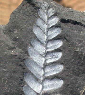 Neuropteris attenuata