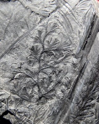 Palmatopteris furcata