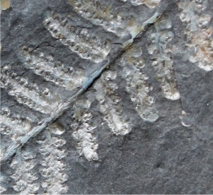 Pecopteris miltoni