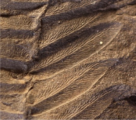 Reticulopteris muensteri