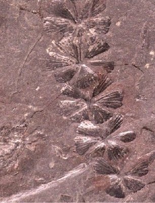 Sphenophyllum cuneifolium