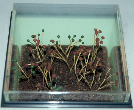 Reconstructie Cooksonia