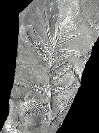 Alethopteris lonchitica