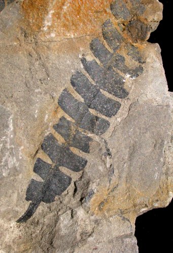 Anomozamites