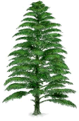 Archaeopteris