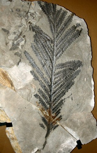 Autunia conferta
