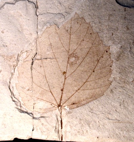 Lindeblad