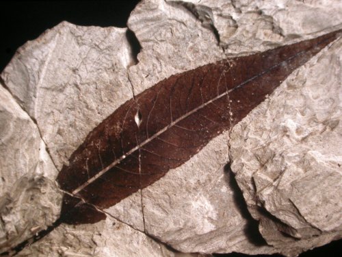 Wilgenblad