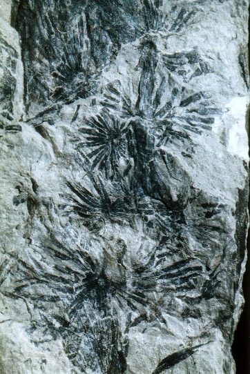 Annularia stellata