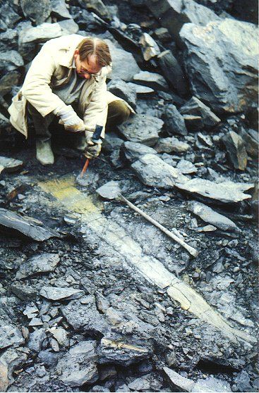 Stam van Calamites in de Piesberg