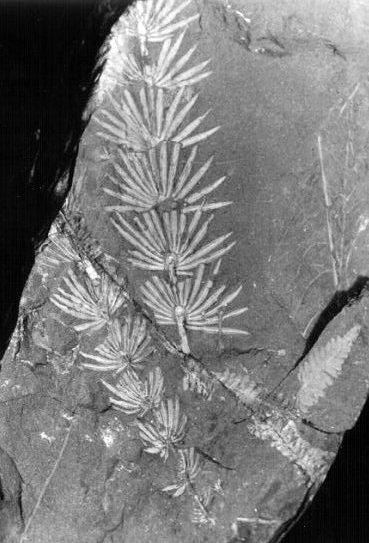 Asterophyllites equisetiforme