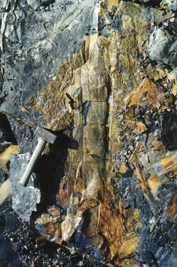 Stammetje van Calamites