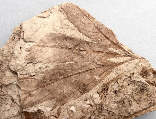 Debeya westerhausiana