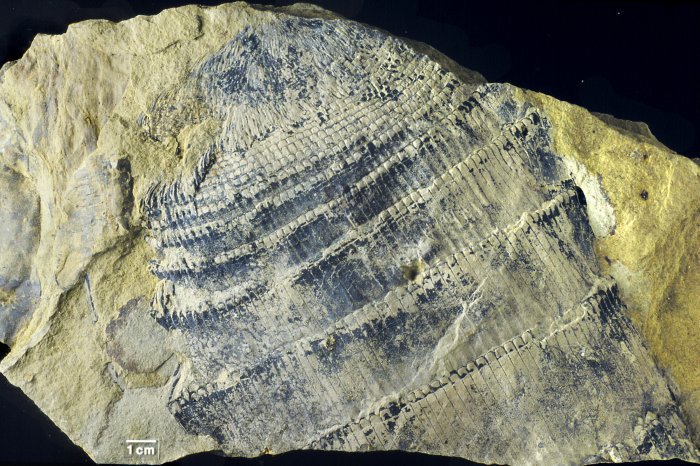 Equisetites arenaceus