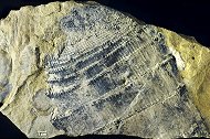 Equisetites