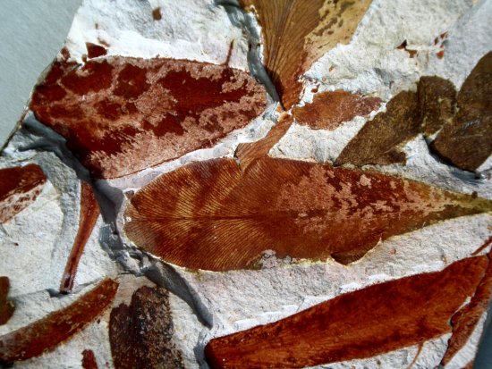 Glossopteris