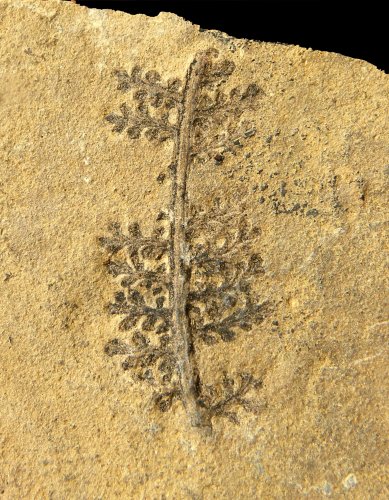 Gracilopteris bergeronii