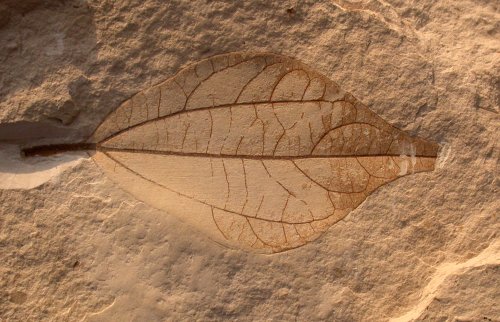 Kaneelblad, Oligoceen