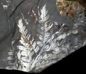 Mariopteris muricata
