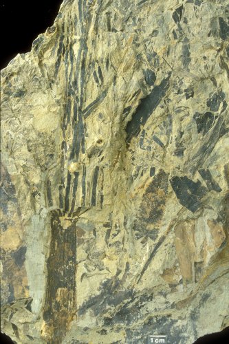 Neocalamites meranii