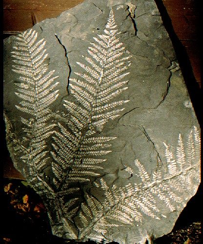 Neuropteris attenuata