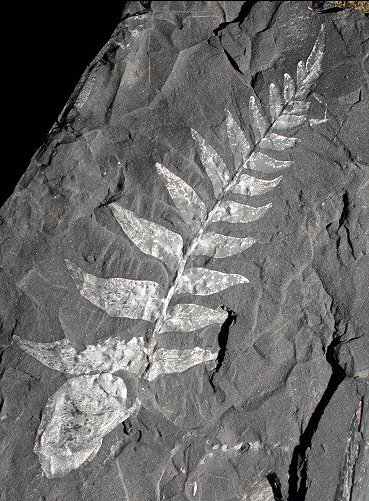 Reticulopteris muensteri