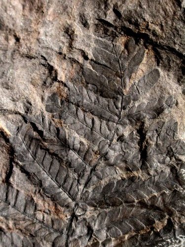 Odontopteris minor