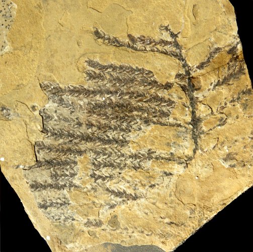 Otovicia hypnoides
