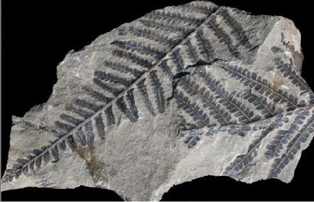 Pecopteris van Manebach