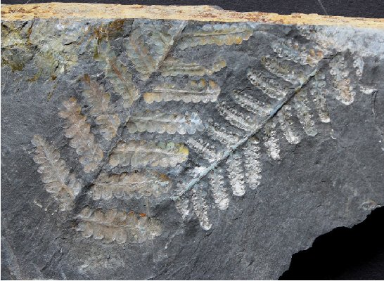Pecopteris miltoni