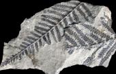 Pecopteris