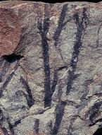 Sawdonia ornata