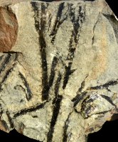 Sawdonia ornata