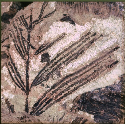 Schizoneura paradoxa