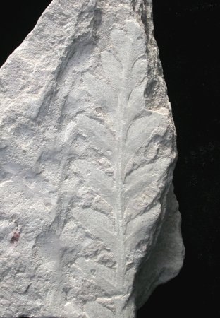Pachypteris van Unternschreez