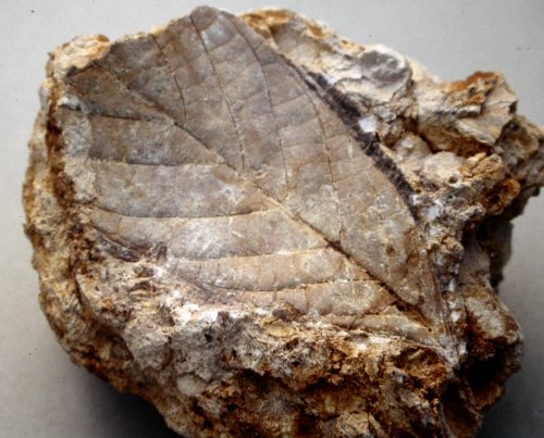 Blad uit S&eacute;zanne