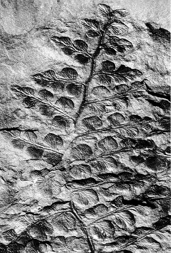 Sphenopteris neuropteroides