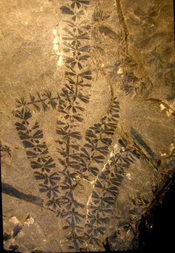 Sphenophyllum oblongifolium