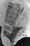 Taeniopteris