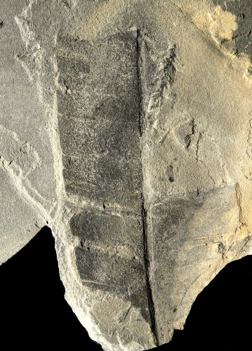 Taeniopteris multinervis