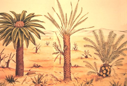 Cycasachtigen