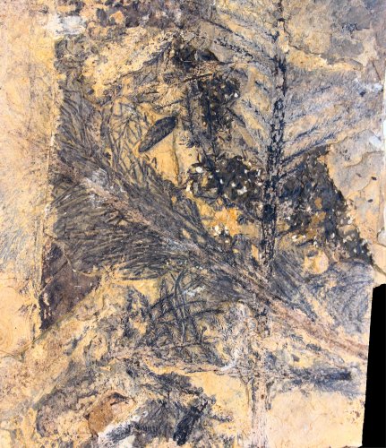 Trichopitys heteromorpha