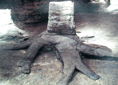 Stomp van wolfsklauwboom in Glasgow
