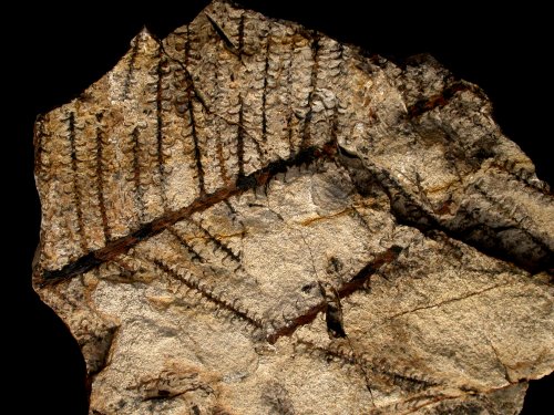 Walchia piniformis