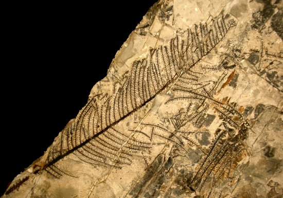 Walchia piniformis