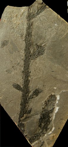 Walchia piniformis