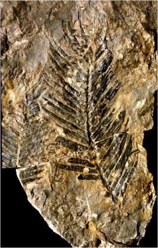 Zamites gigas